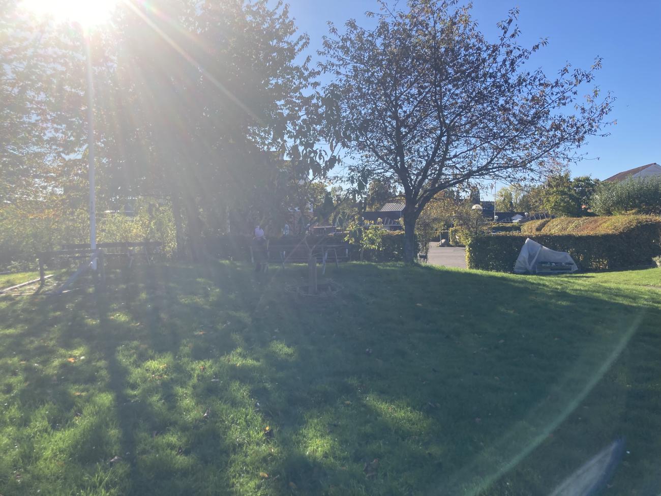 Sol i haven, kirsebærtræer.